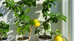 Piantine di limone con limoni gialli in vaso vicino a finestra soleggiata