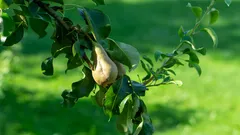 Appassionati di giardinaggio proteggono i peri dal caldo con la borragine