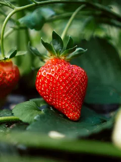 Fragola rossa matura su foglie verdi