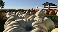 Coltivare zucche resistenti al caldo: segreti di irrigazione ecologica