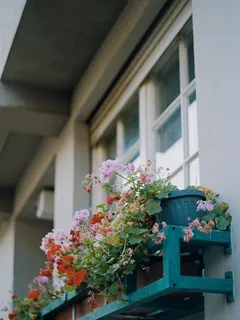 Fiori rosa in vaso vicino a finestra con pellicola Kodak ColorPlus 200