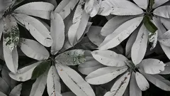 Giardinieri italiani trasformano aiuole con piante tappezzanti argentate