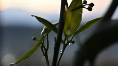 Chi coltiva ortensie recupera fioriture splendide con rimedi naturali contro gli afidi
