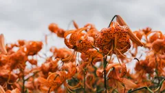 Appassionati di giardinaggio, trasforma il tuo giardino in un’esplosione di colori estivi con fiorit
