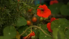 Scopri come salvare i fiori di pomodoro e ottenere un raccolto abbondante