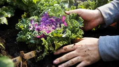 Scopri i segreti per un orto rigoglioso e un suolo sempre fertile