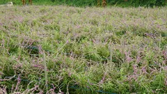 La citronella allontana le vespe e profuma il giardino in modo naturale